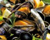 Moules marinières ( sans frites )