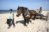 Yes ! pour 2015, le percheron arrive sur notre plage