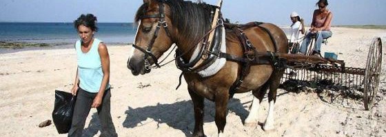 Yes ! pour 2015, le percheron arrive sur notre plage